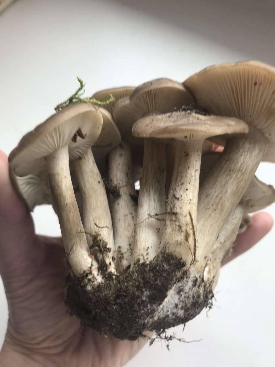 Tricholoma scalpturatum