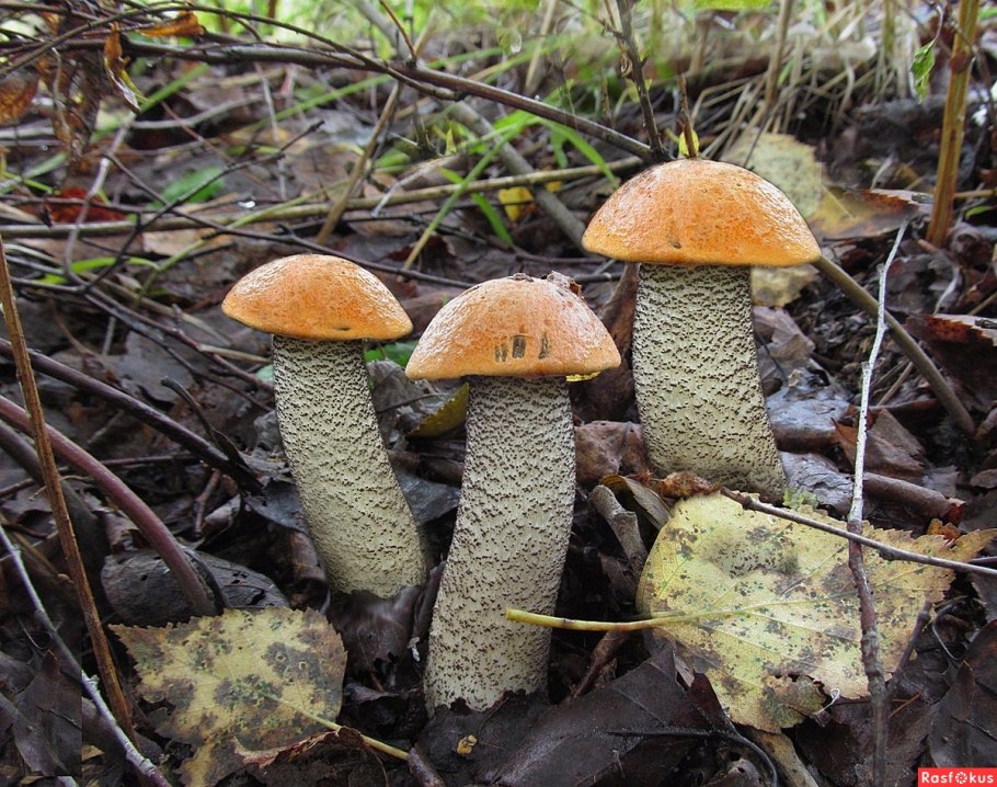 Подосиновик желто-бурый фото