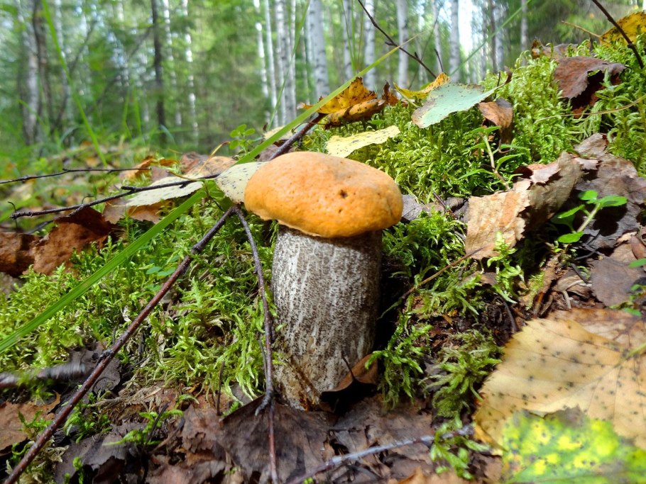 Подосиновик окрашенноногий