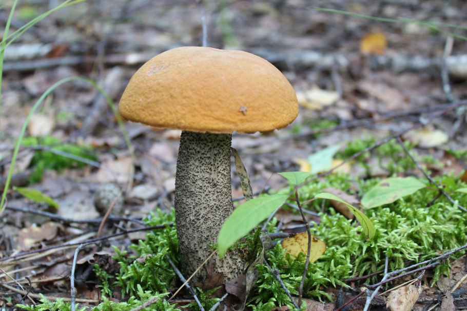 Осиновик желто-бурый