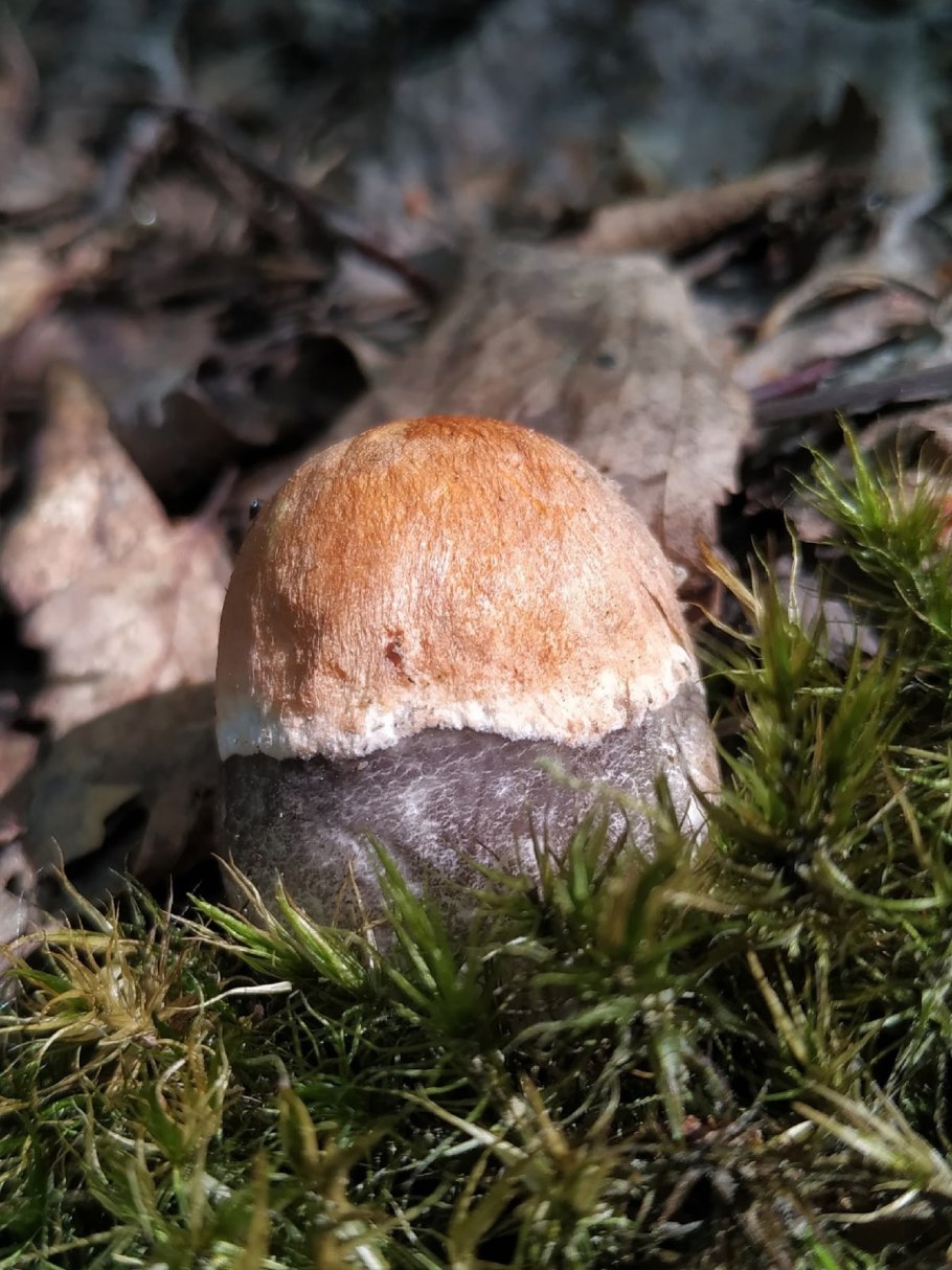 Осиновик желто-бурый