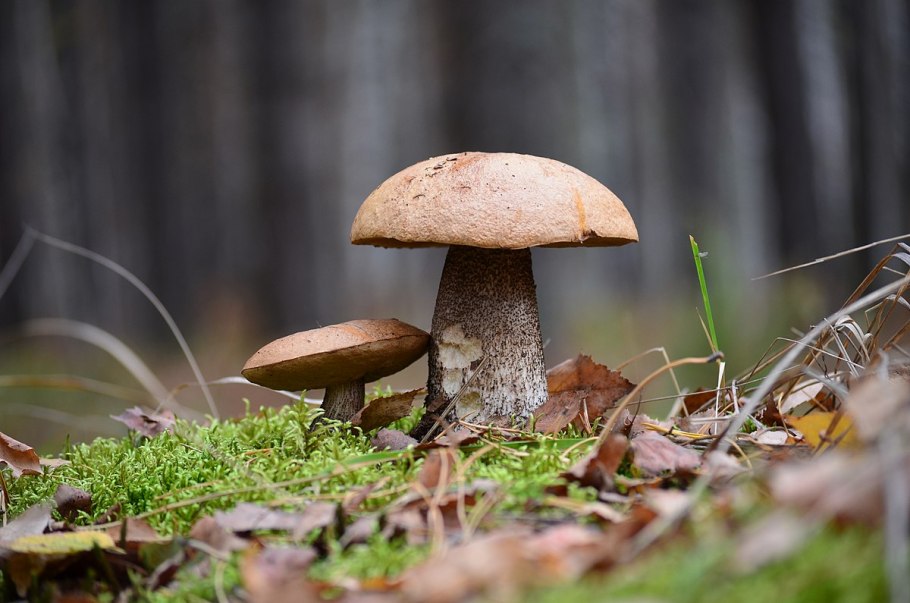 Легенда о подосиновике