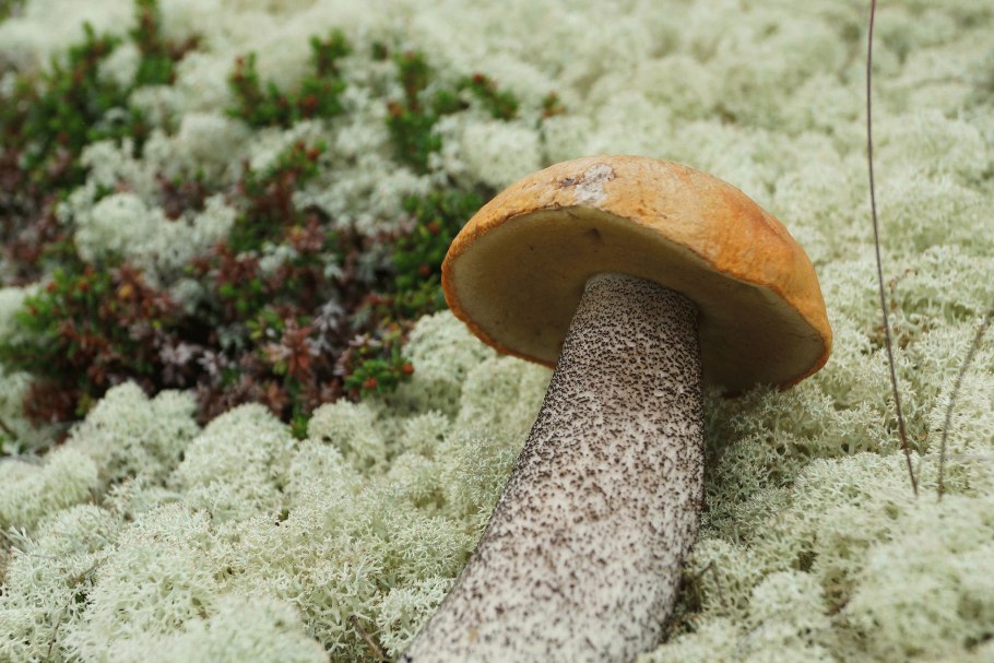 Гриб подосиновик