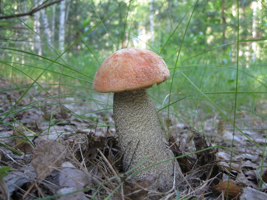 Подосиновик красно-бурый