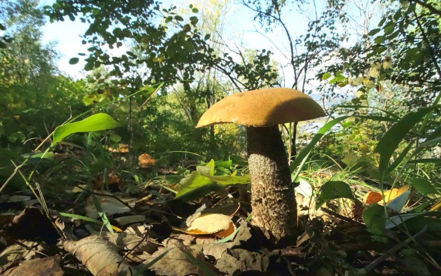 Подосиновик жёлто-бурый Leccinum versipelle