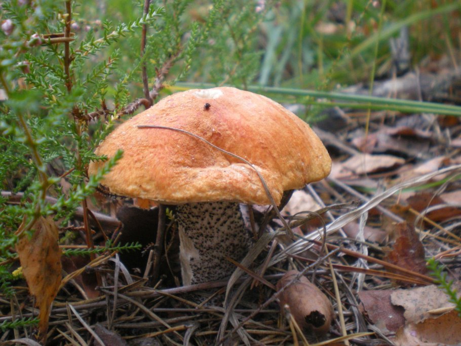 Подосиновик жёлто-бурый Leccinum versipelle