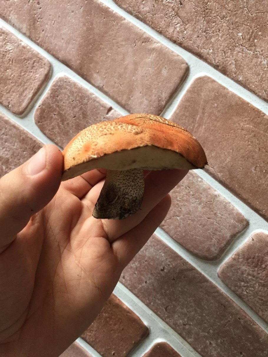 Чинари грибы Карачаево-Черкесия