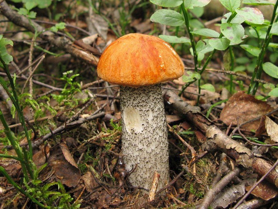 Подосиновик жёлто-бурый Leccinum versipelle