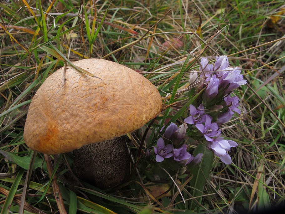 Подосиновик с плоской шляпкой