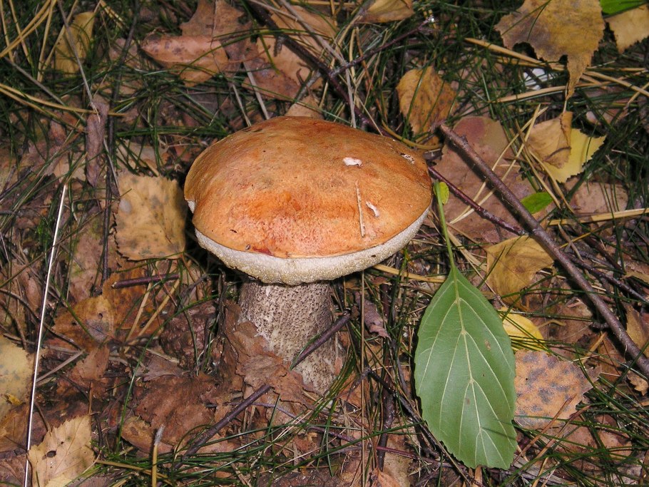 Жёлтые грибы поганки