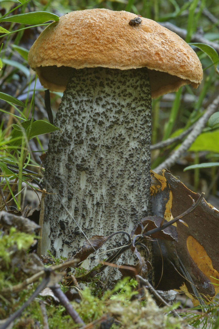 Подосиновик жёлто-бурый