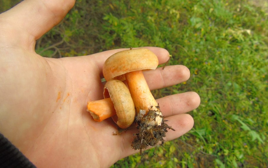 Ложный красноголовик