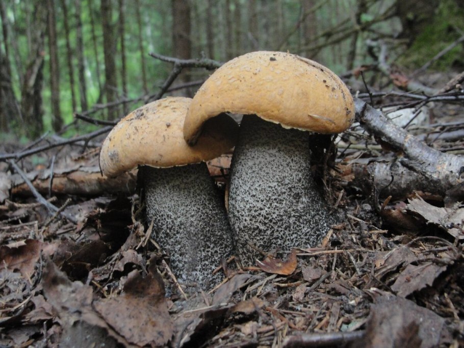 Гриб подосиновик желто бурый