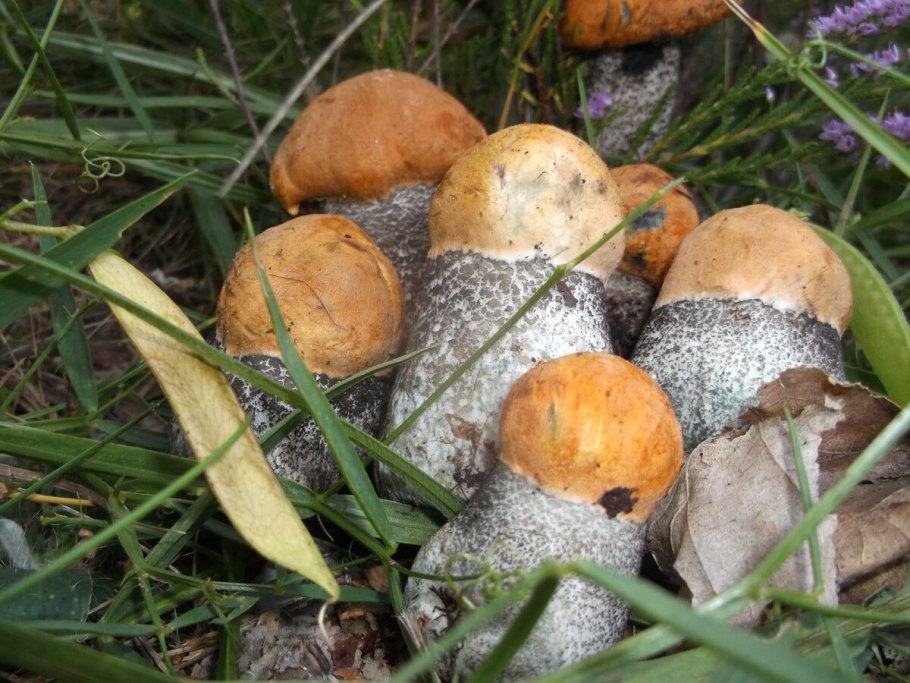 Подосиновики Таймыр