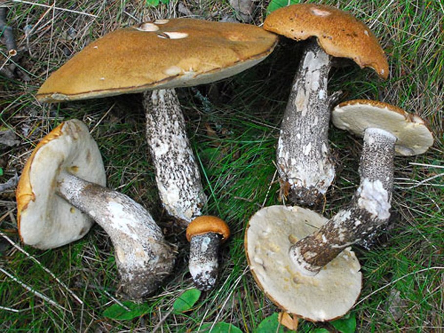 Большие подосиновики