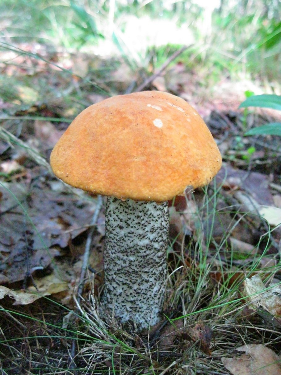 Подосиновик жёлто-бурый