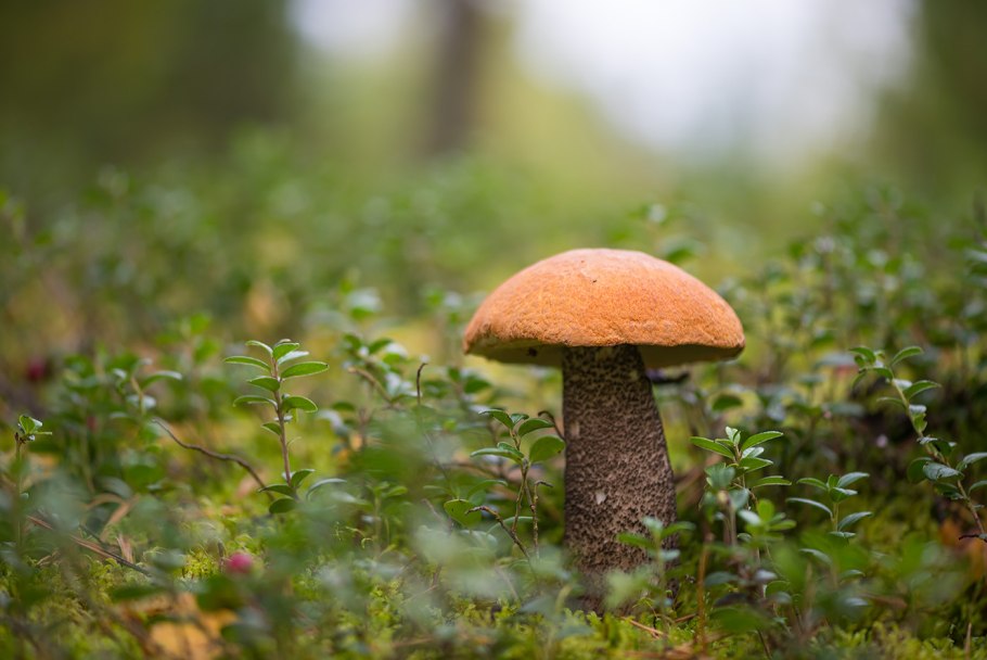 Подосиновик окрашенноногий