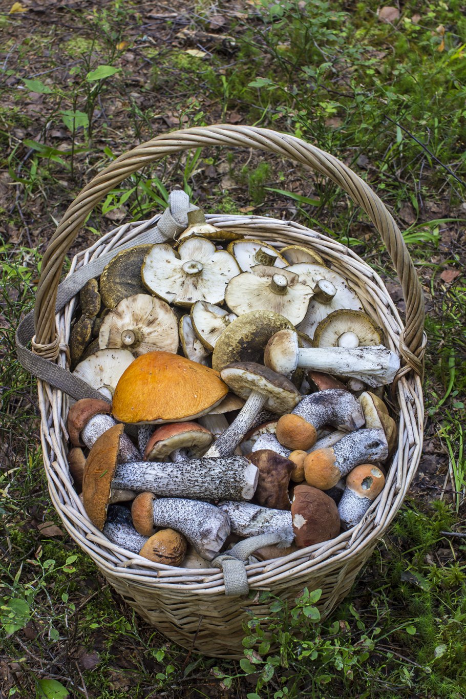 Грибы в Питере