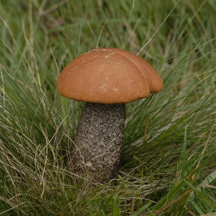 Съедобен ли подосиновик