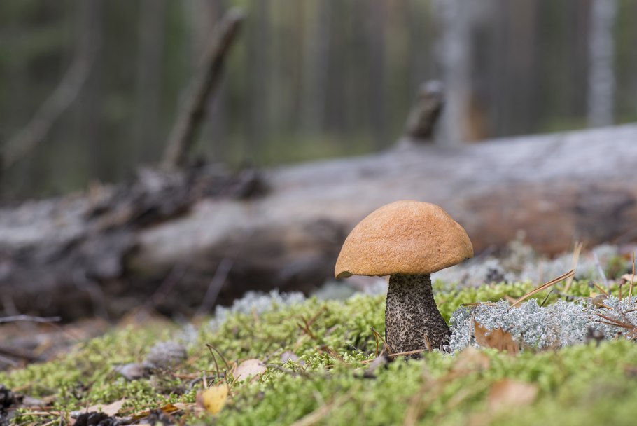 Съедобные грибы подосиновик