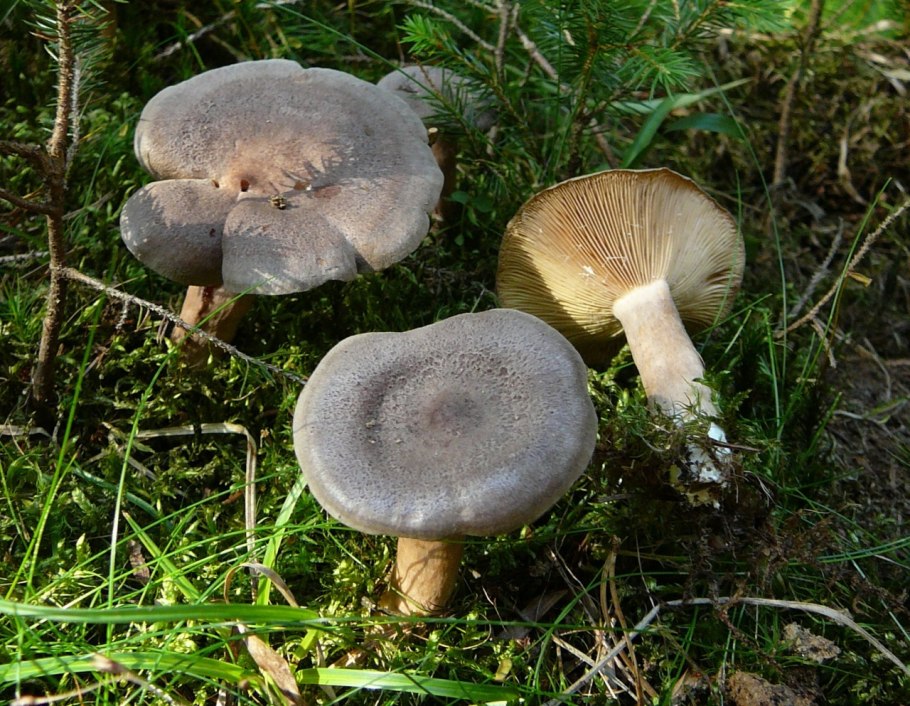 Lactarius Mammosus