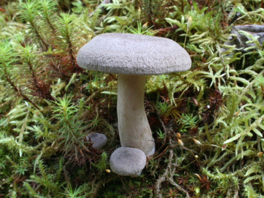 Груздь сосочковый фото