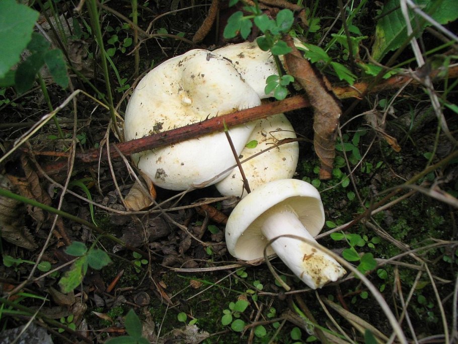 Грузди Таежные на тарелке