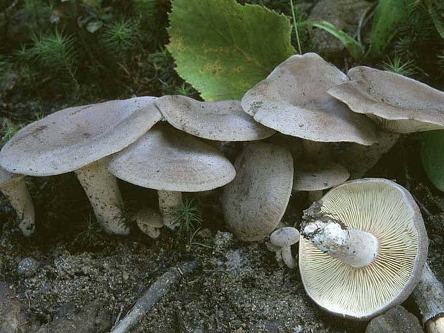 Млечник сосочковый, Lactarius Mammosus