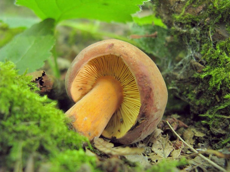 Lactarius sphagneti