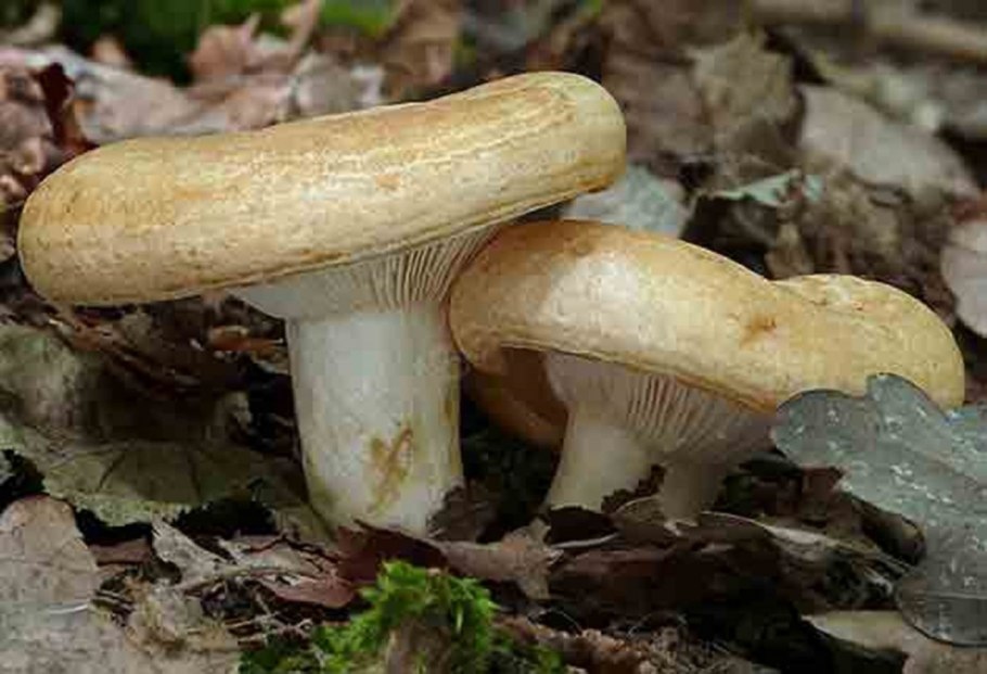 Груздь сизоватый Lactarius glaucescens