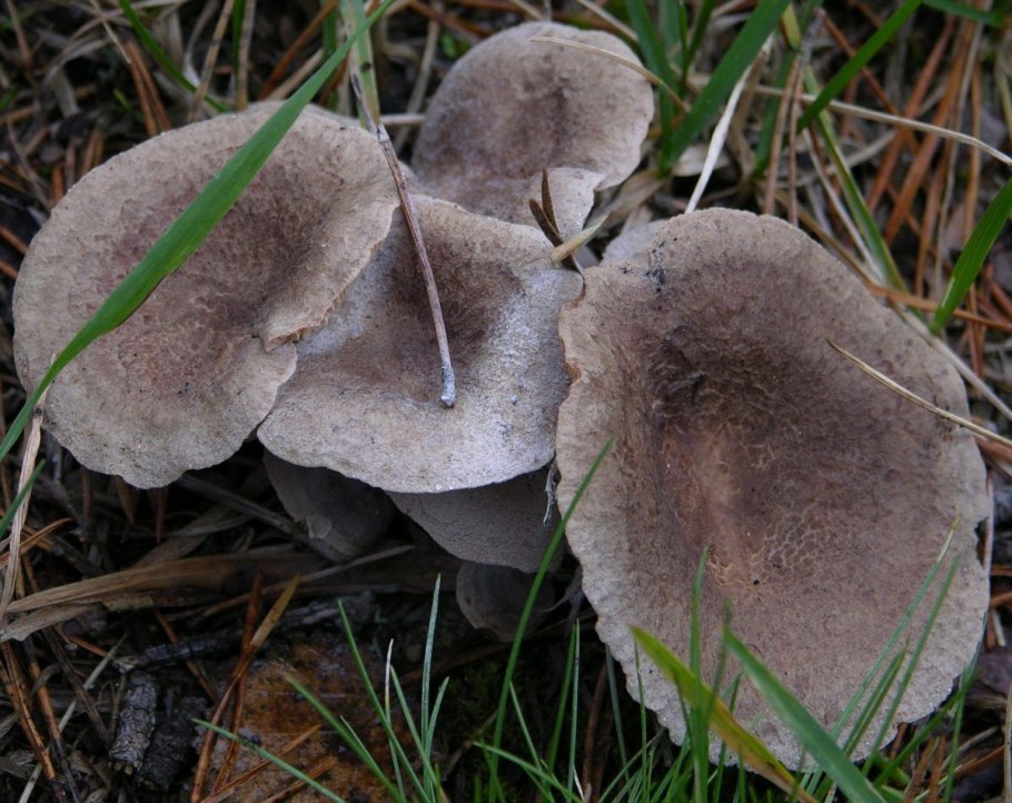 Рыжик настоящий Lactarius deliciosus