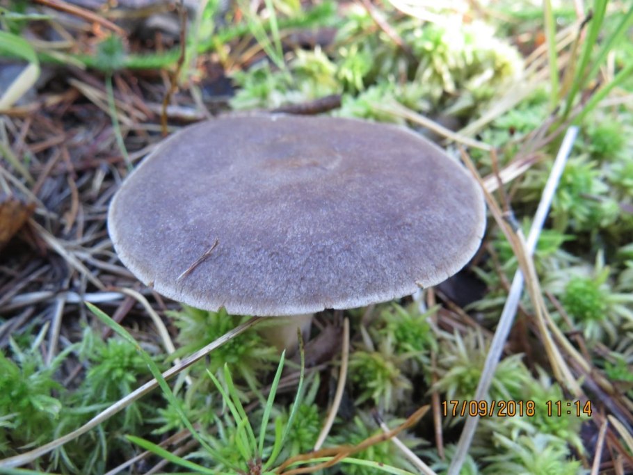 Гриб млечник ягель