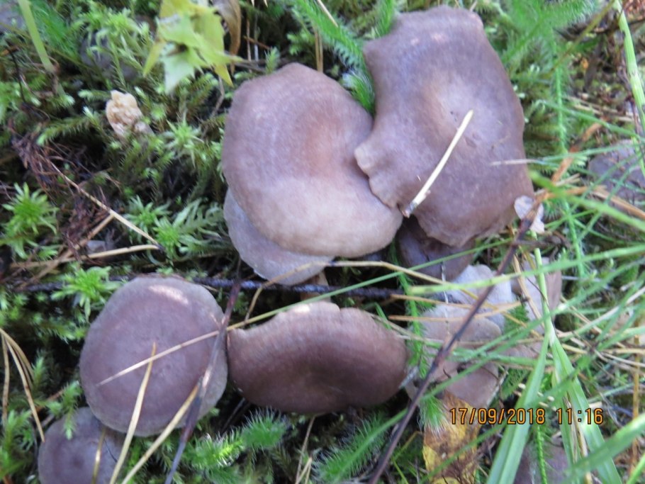 Груздь болотный