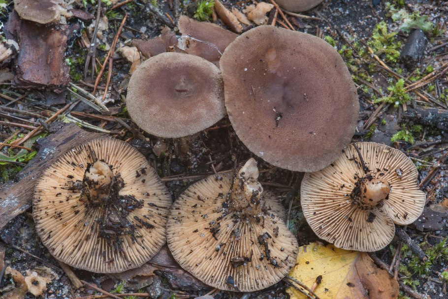 Груздь сосочковый фото