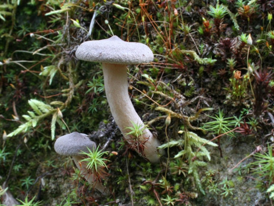 Lactarius Mammosus