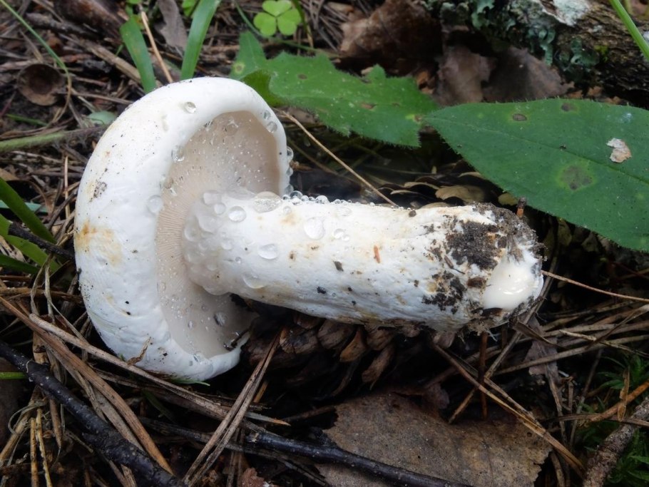 Груздь сизоватый Lactarius glaucescens