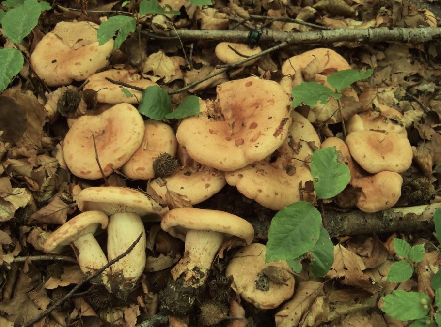 Рыжики и волнушки