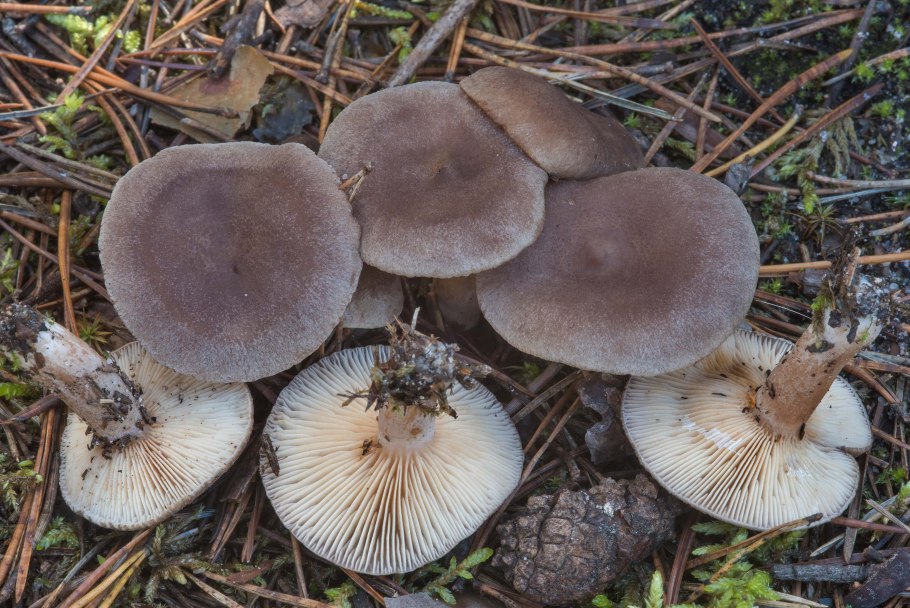 Lactarius Mammosus