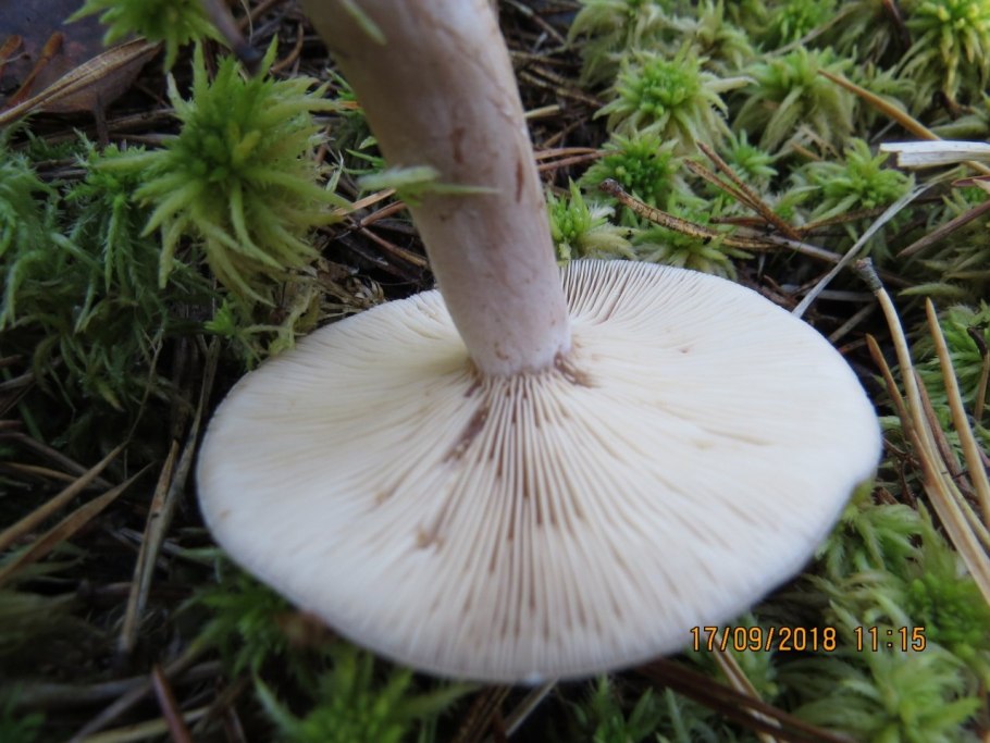 Груздь перечный (Lactarius piperatus)