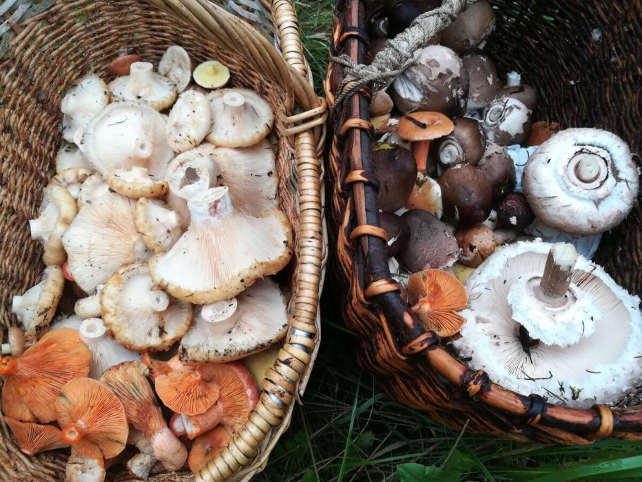 Груздь перечный (Lactárius piperátus)