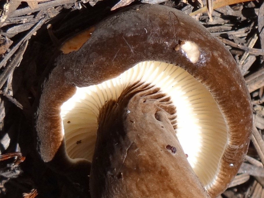 Млечник сосочковый, Lactarius Mammosus