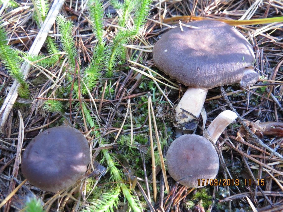 Груздь золотисто-желтый (млечник золотистый)