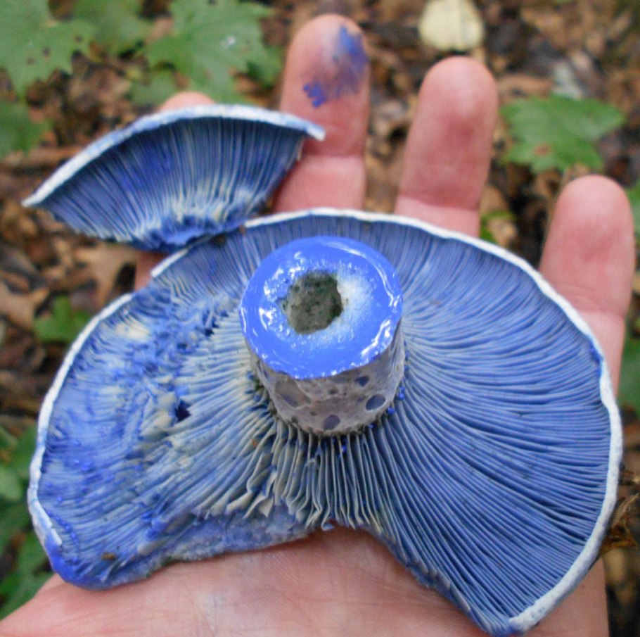 Рыжики пластинчатые грибы