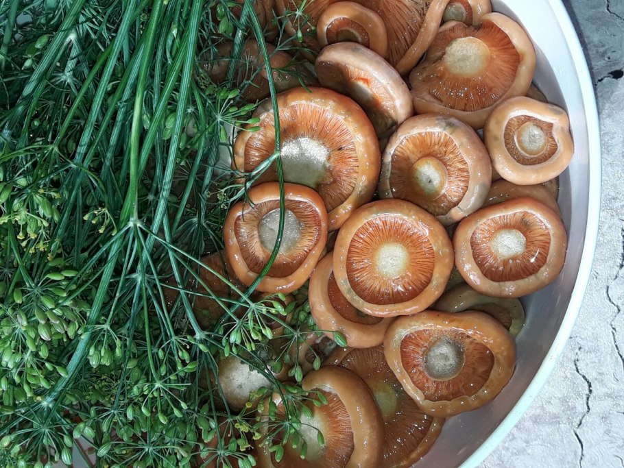 Шапочка гриба Рыжика