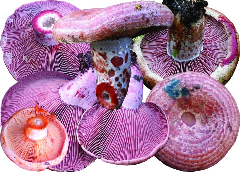 Рыжик индиго