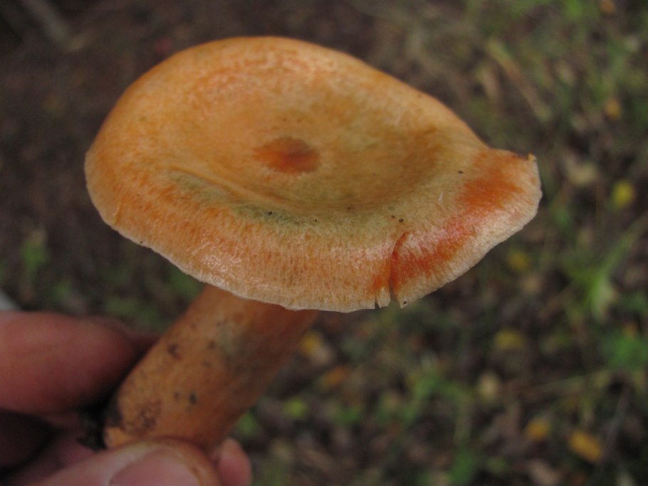 Грибы рыжики 1920х