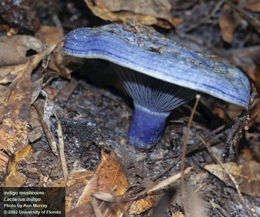 Рыжик индиго