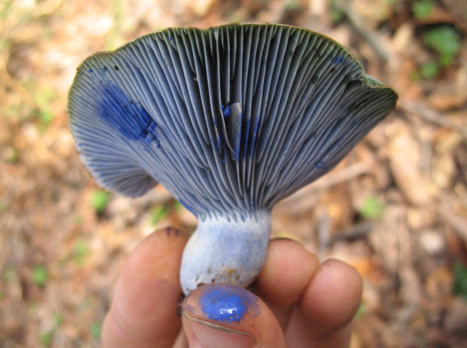 Lactarius semisanguifluus