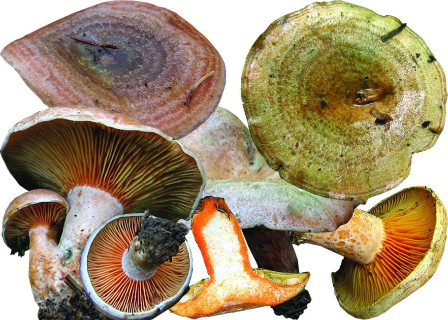 Lactarius semisanguifluus
