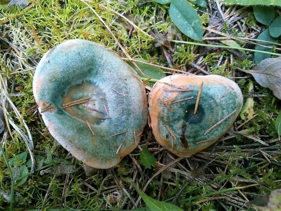 Млечник голубой гриб